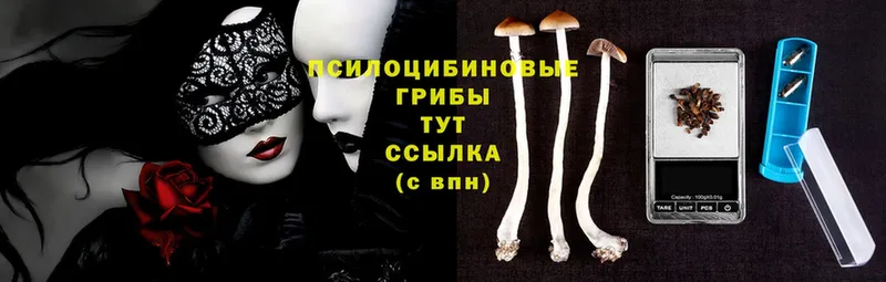 купить   Алексеевка  Галлюциногенные грибы Cubensis 